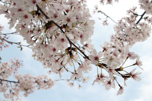 今年の桜